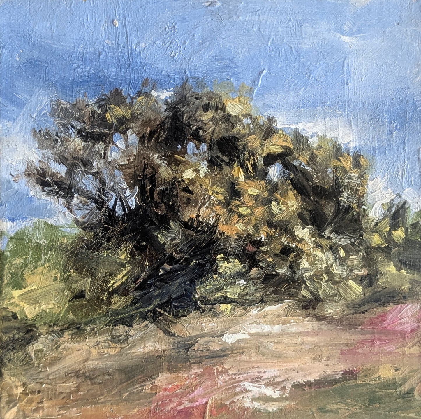 Summer Gorse, Zennor