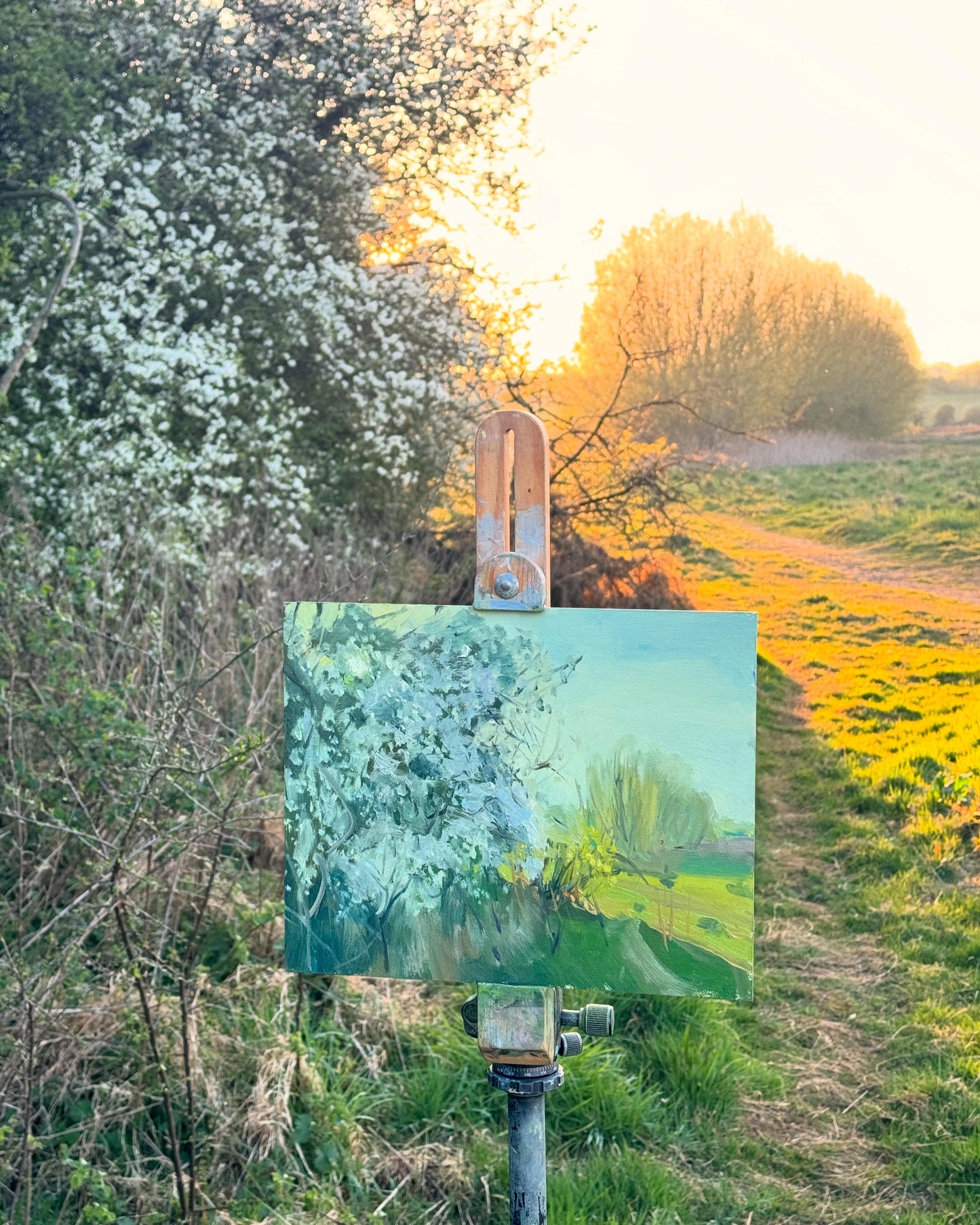 Hawthorn Blossom in Evening Light