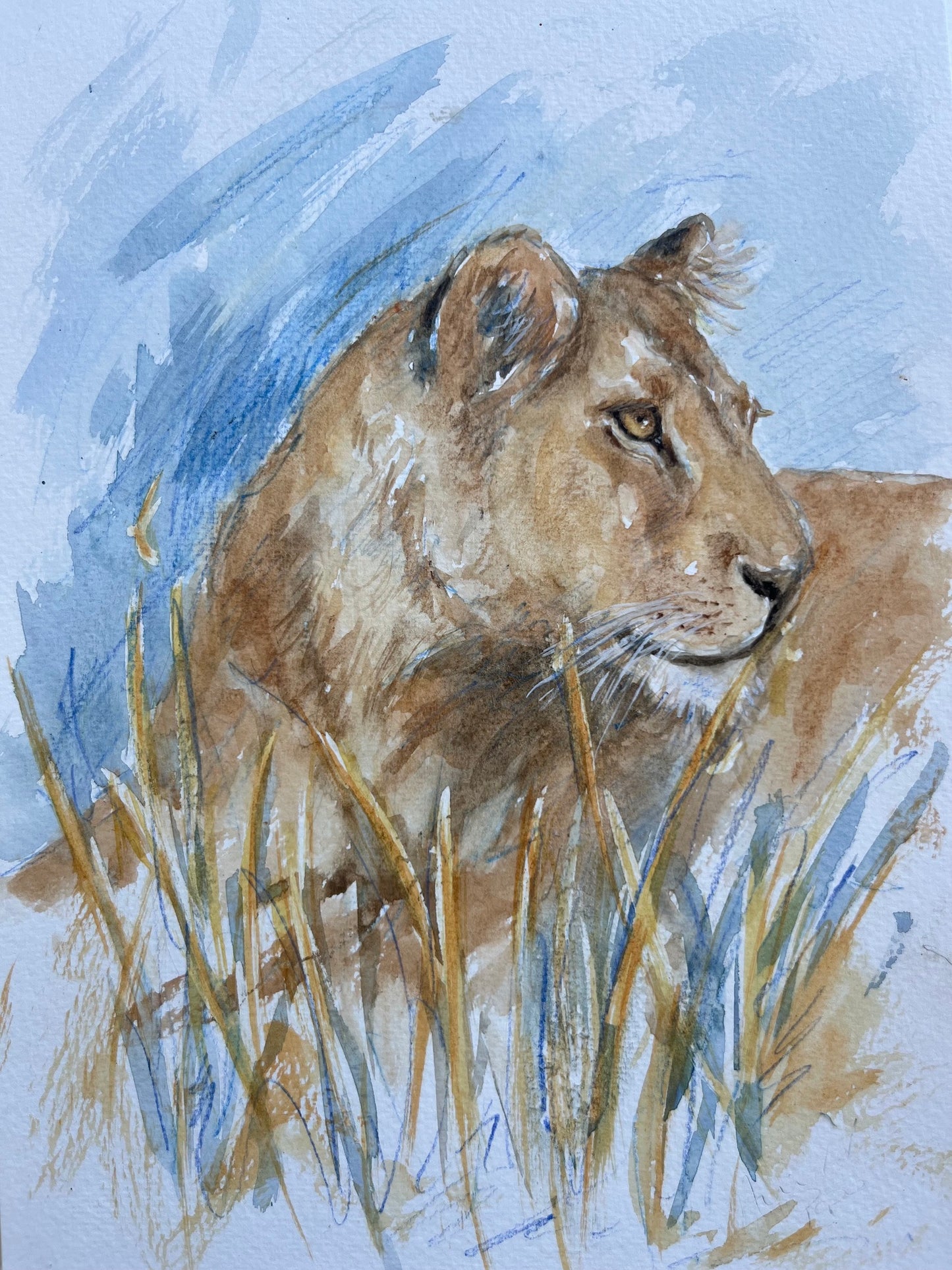 Lioness bushes