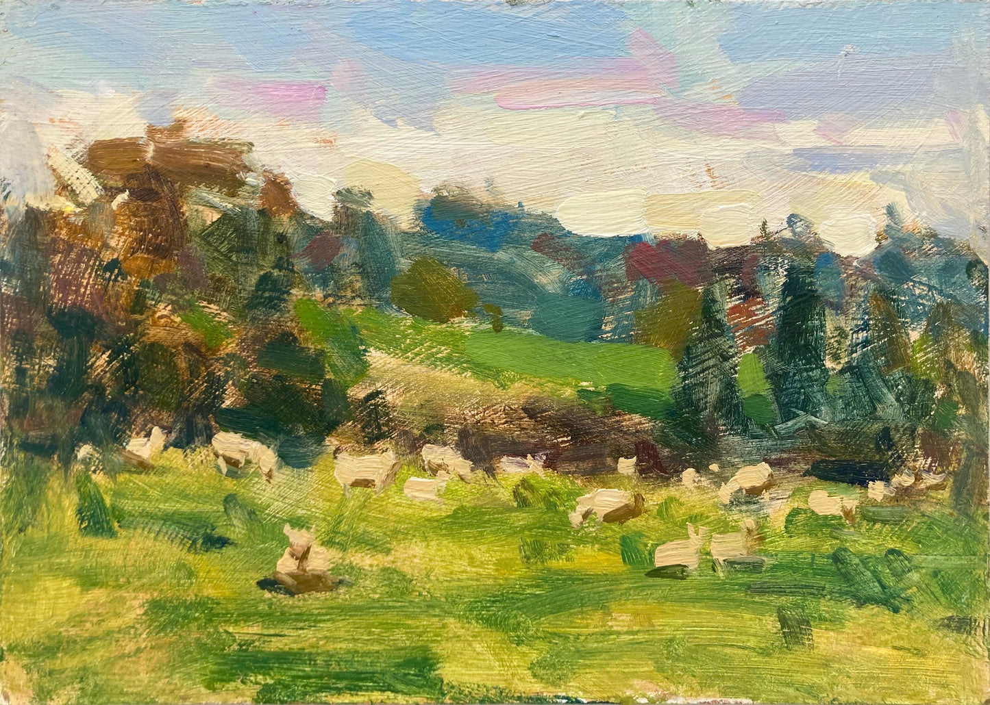 Sheep, Morning Light