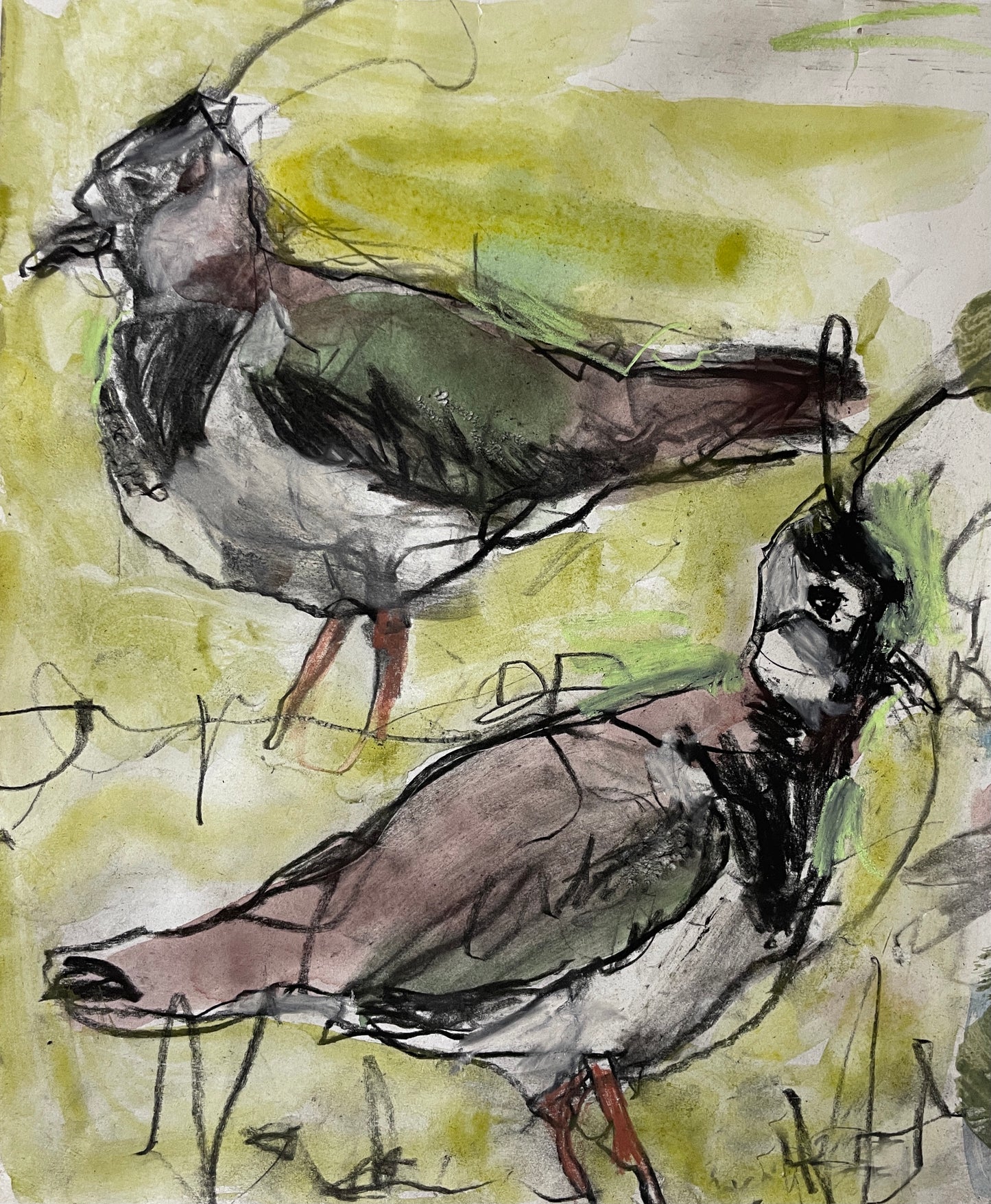 Lapwings