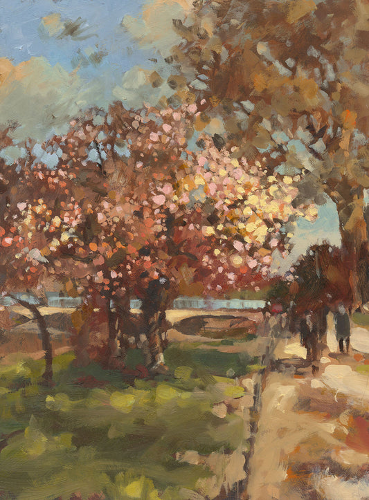 Cherry blossom, St James’s Park