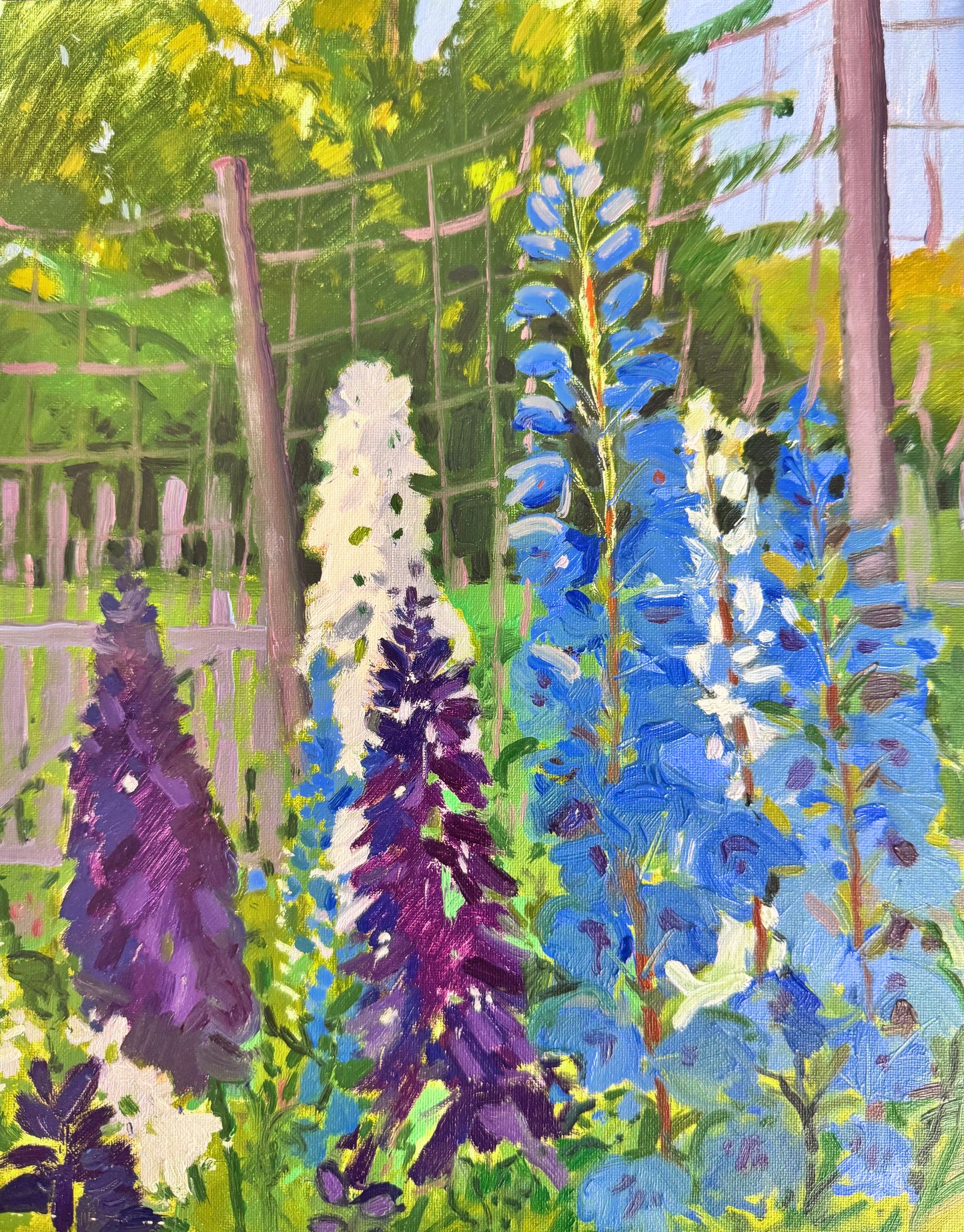 Delphiniums