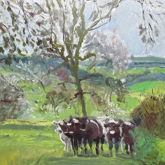 Dorset cows