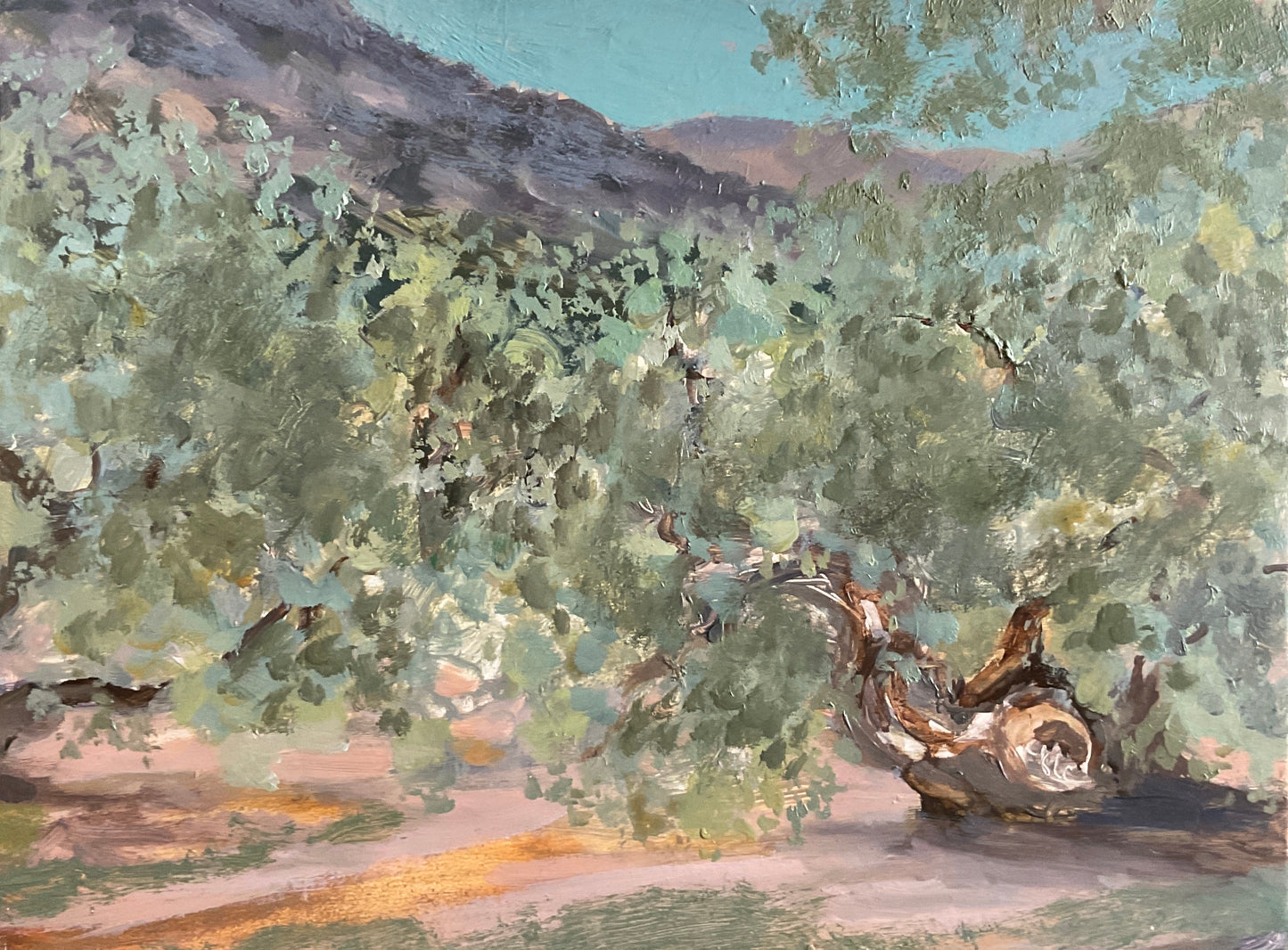 Olive Trees Majorca