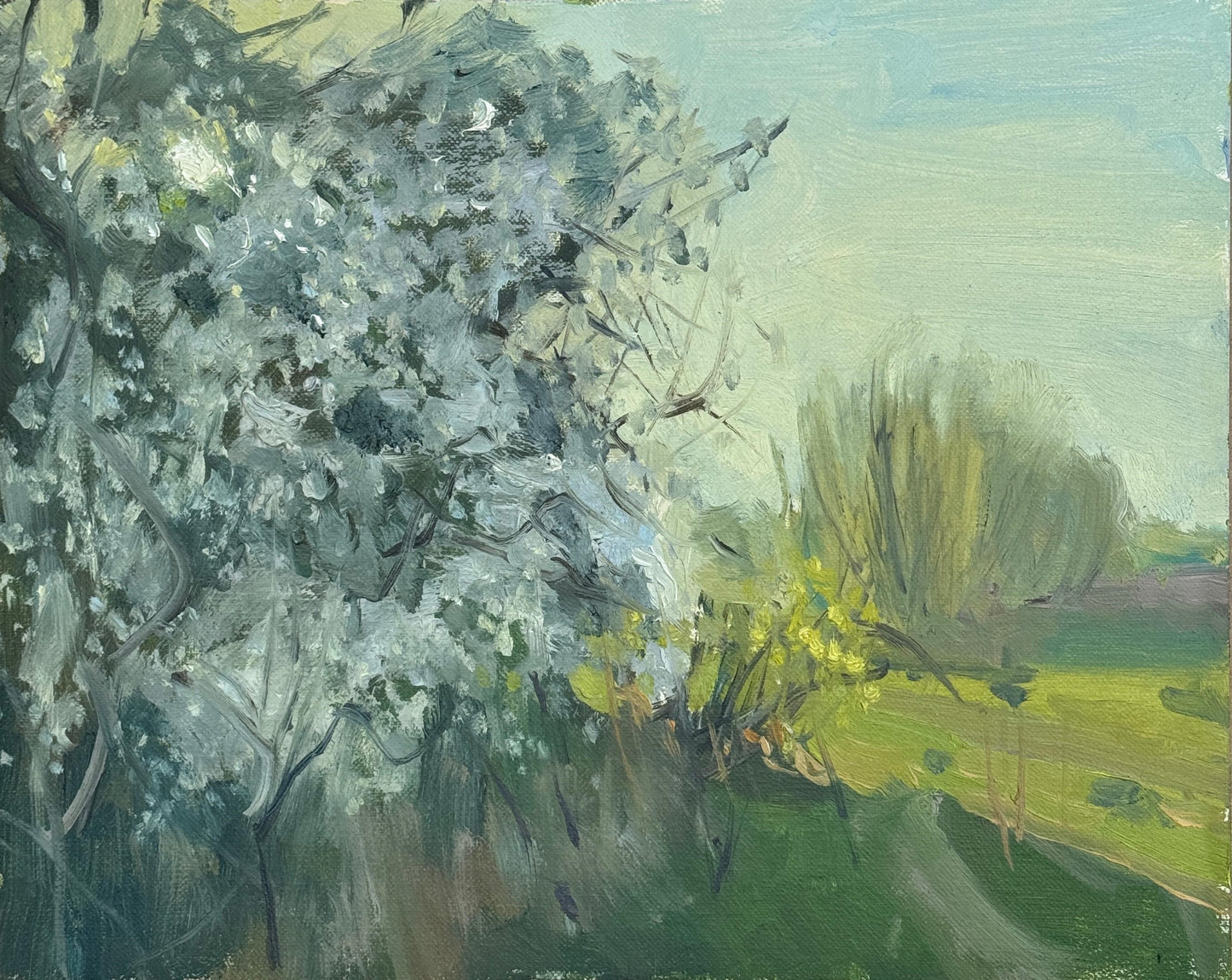 Hawthorn Blossom in Evening Light