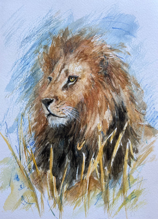 Lion siesta