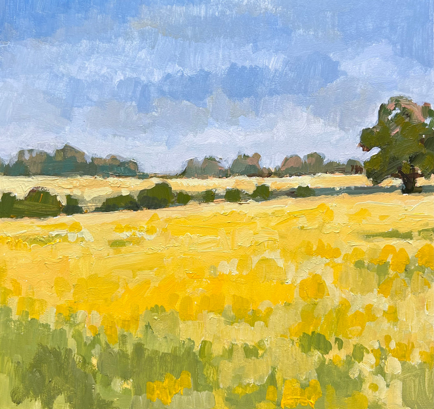 May day rape fields