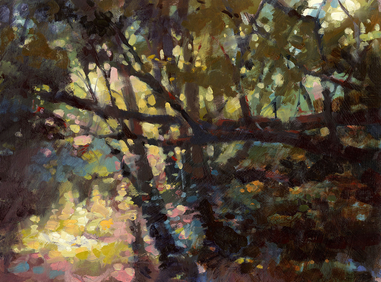 Morning light through the trees