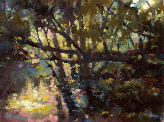 Morning light through the trees