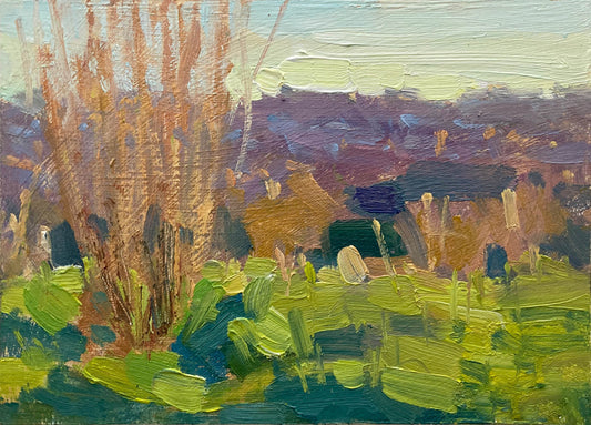 Winter light at the allotments