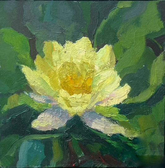 Yellow Water Lily