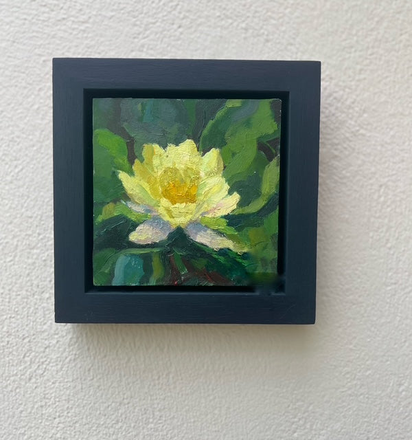 Yellow Water Lily