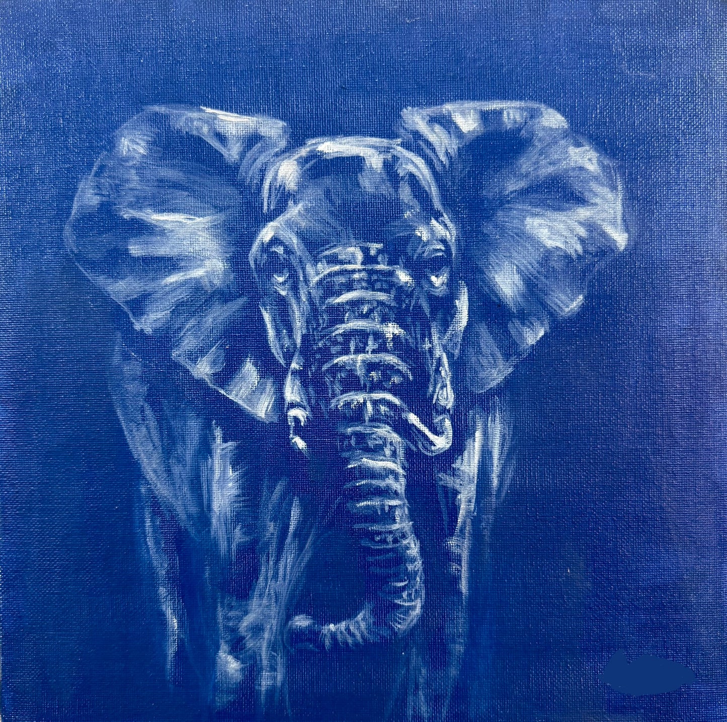 Elephant Study from Kenya